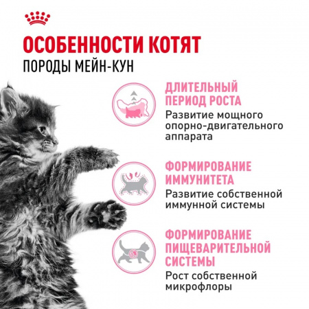 Сухой корм ROYAL CANIN Maine Coon Kitten для котят породы мейн-кун, до 15 месяцев, 10кг