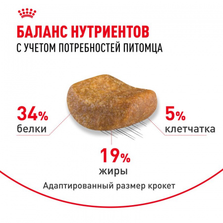 Сухой корм ROYAL CANIN British Shorthair Adult для для взрослых британских короткошерстных кошек старше 12 месяцев 10кг