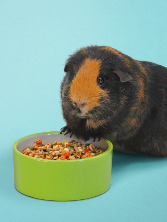Сухой корм Little One для морских свинок, 900г