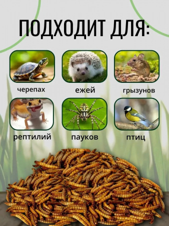 Лакомство ONTO для насекомоядных животных, Чёрная львинка, консервированная, 40г