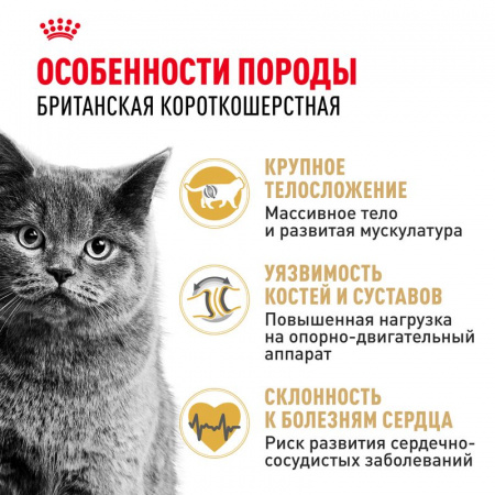 Сухой корм ROYAL CANIN British Shorthair Adult для для взрослых британских короткошерстных кошек старше 12 месяцев 10кг
